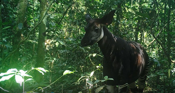 New Hope For The Okapi Wildlife Reserve A Wildlife Haven Under Threat 